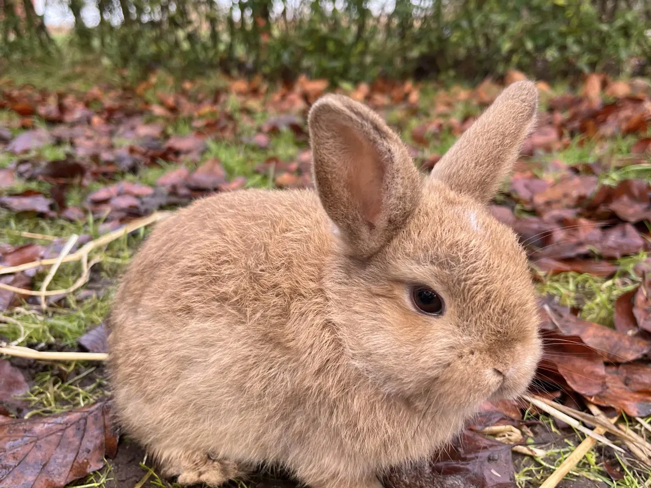 Billede 2 - Minilop kaninunge, børnevant og tam