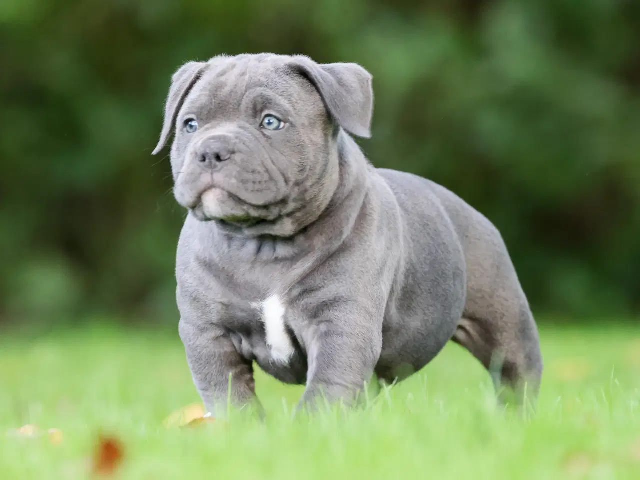 Billede 4 - American Bully