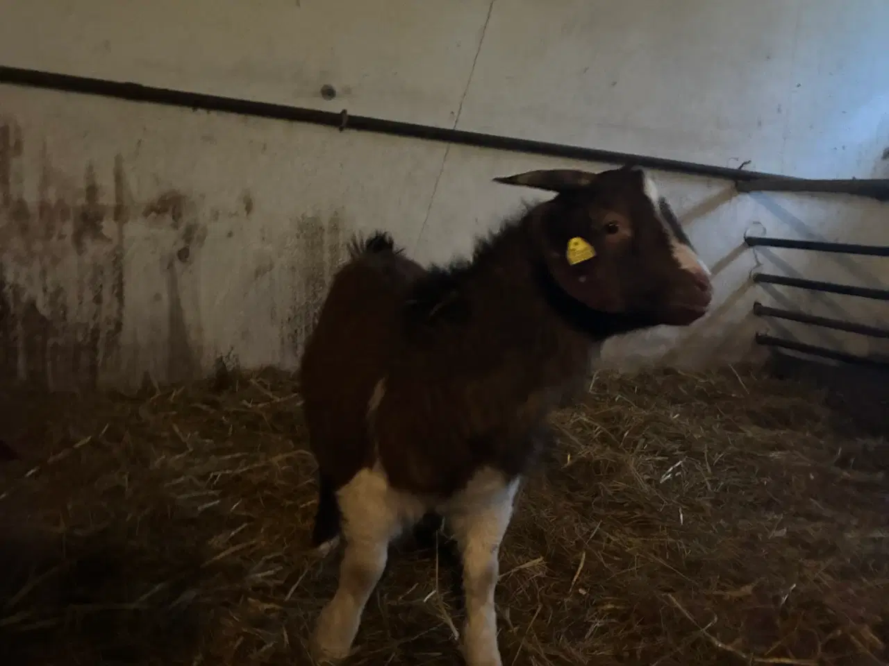 Billede 4 - Bukke Boergeder 