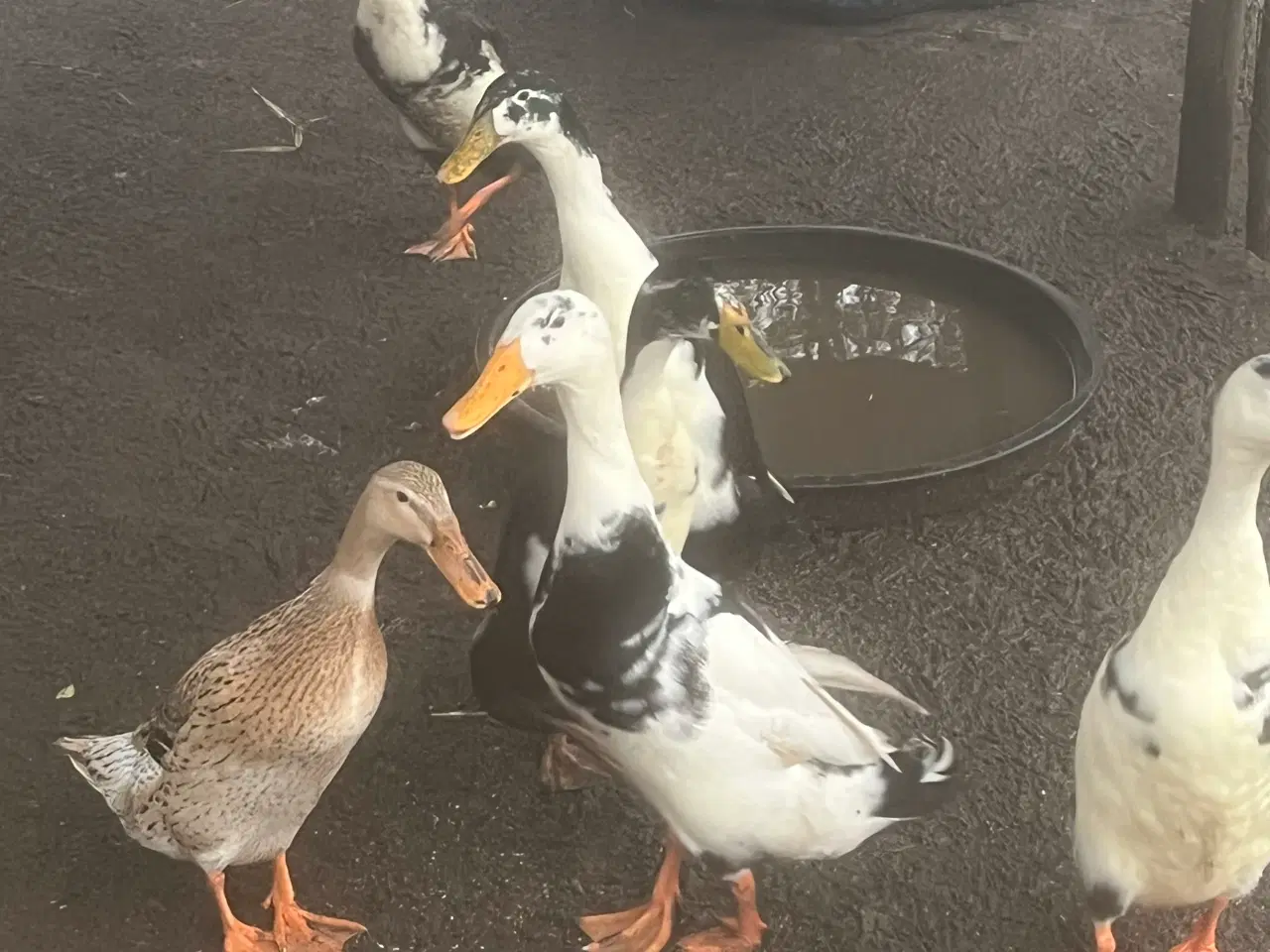 Billede 1 - Løbeænder