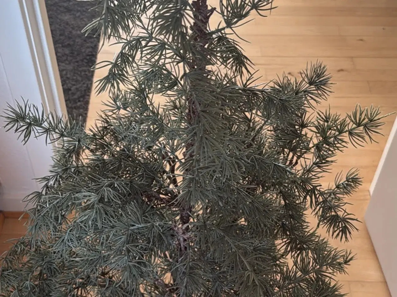 Billede 1 - Cedertræ fra casa. 