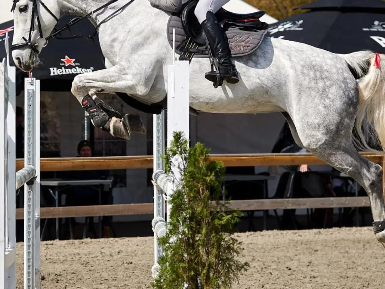 Billede 2 - - - - Spring hest