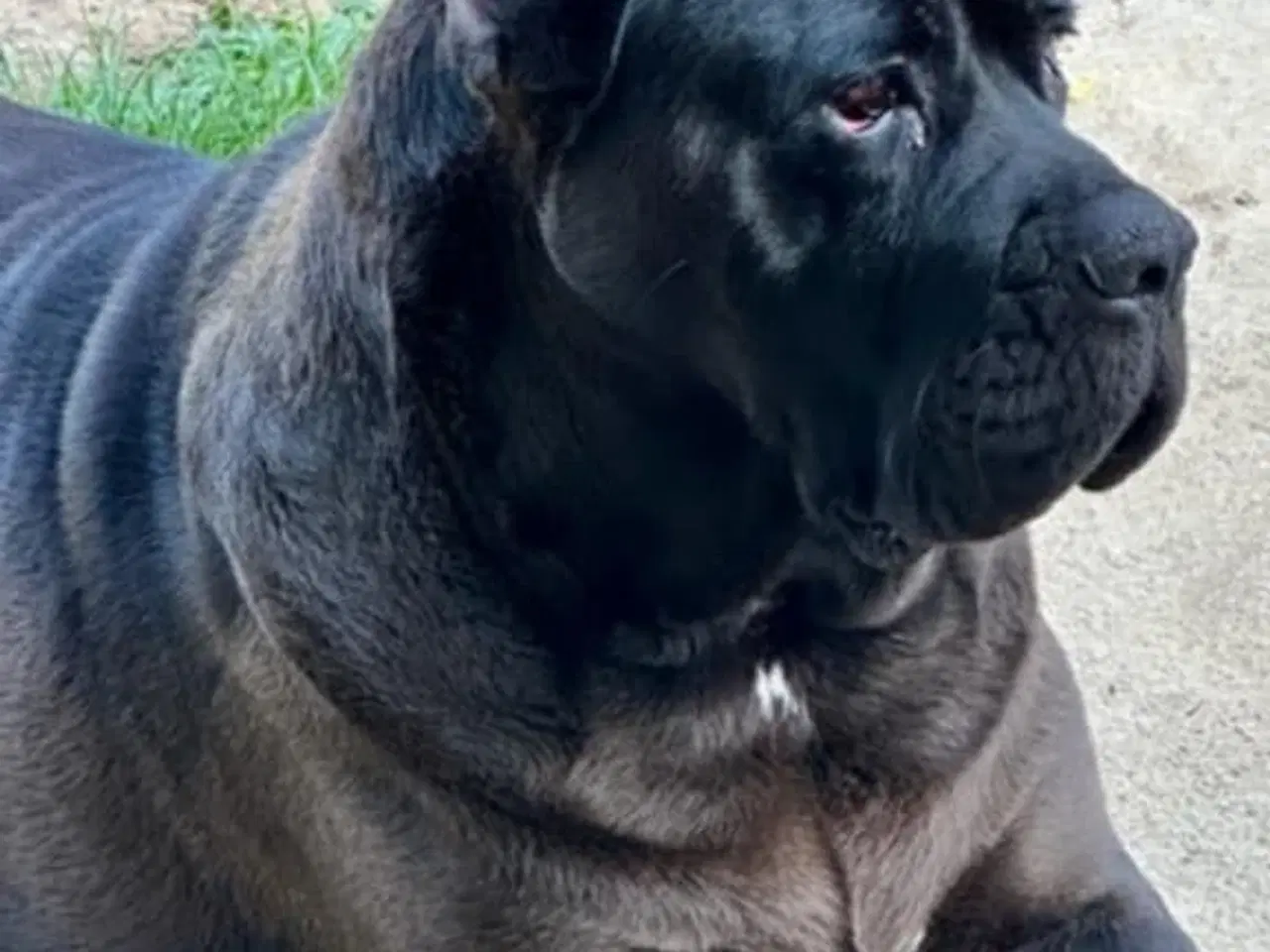 Billede 12 - Cane Corso