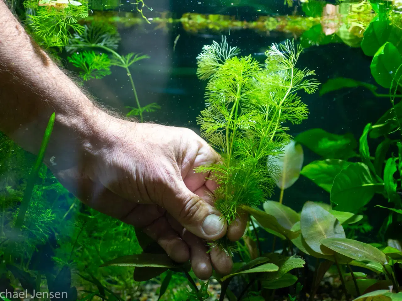 Billede 2 - Limnophila sessiliflora (akvarieplante)