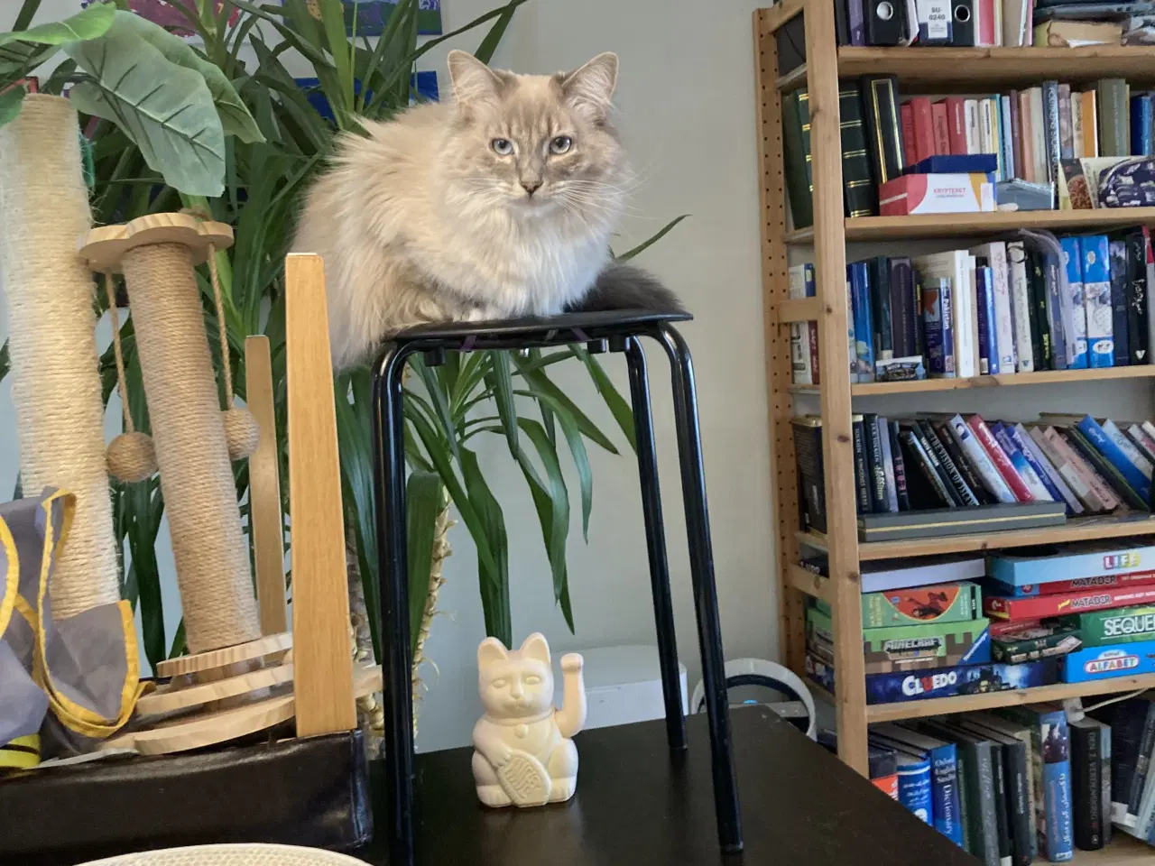 Billede 4 - Gratis (Maine Coon & Ragdoll) søger nyt hjem 