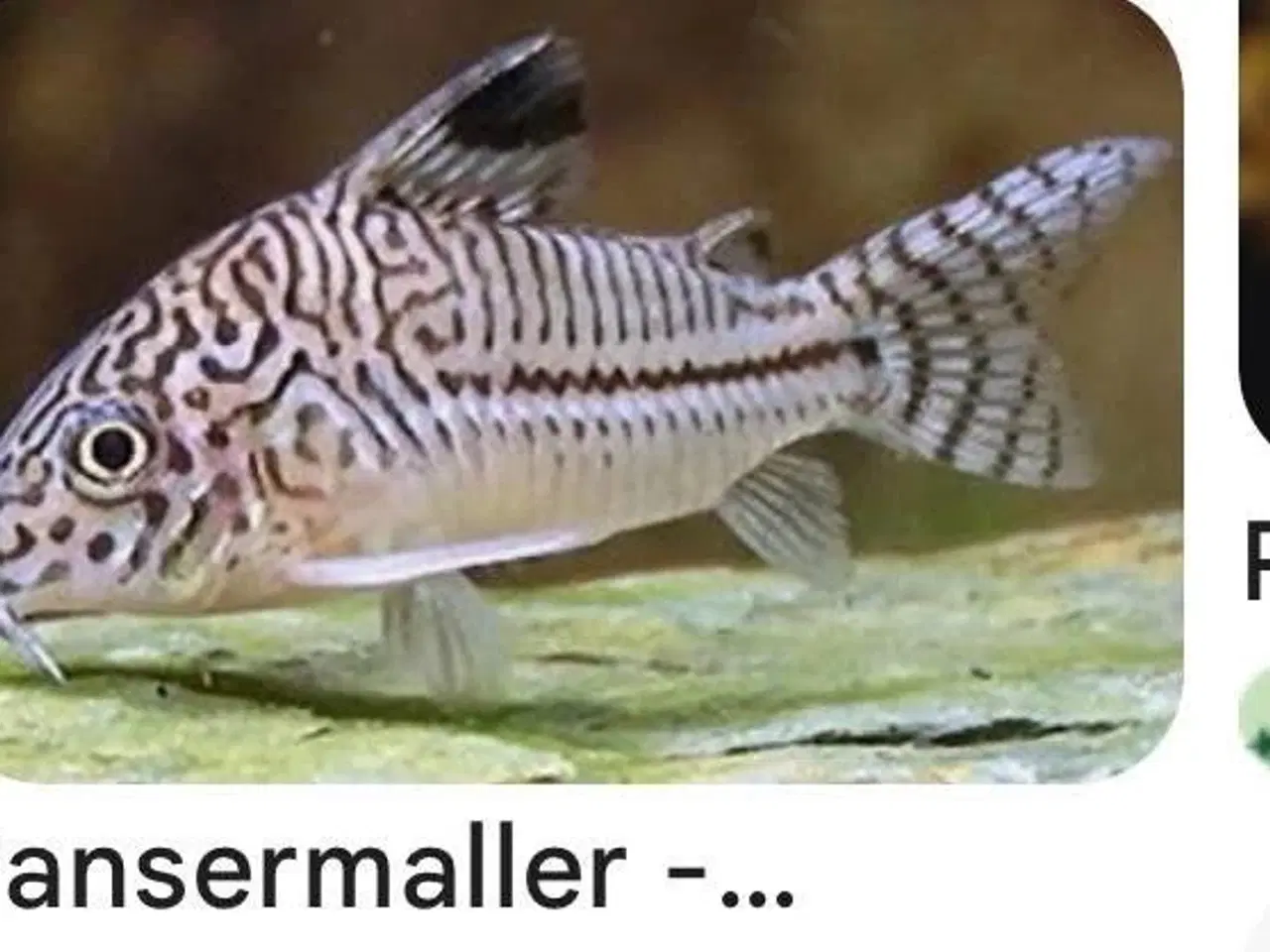 Billede 7 - Malawi Cichlider, pragtsmerlinger mm søger nyt van