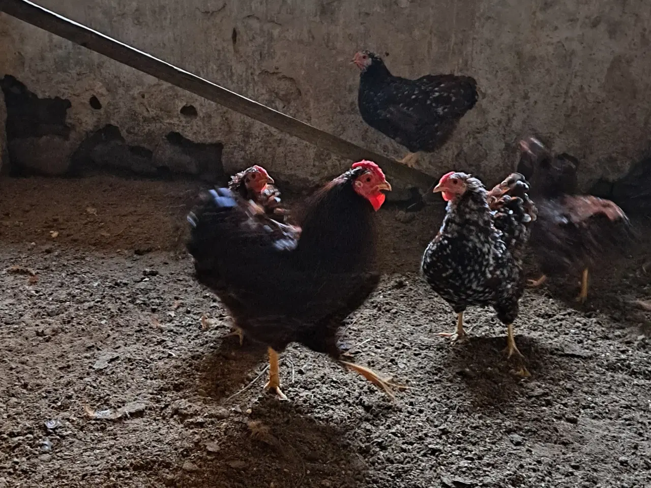 Billede 1 - Dværghøns Wyandotter porcelæbsfarvet