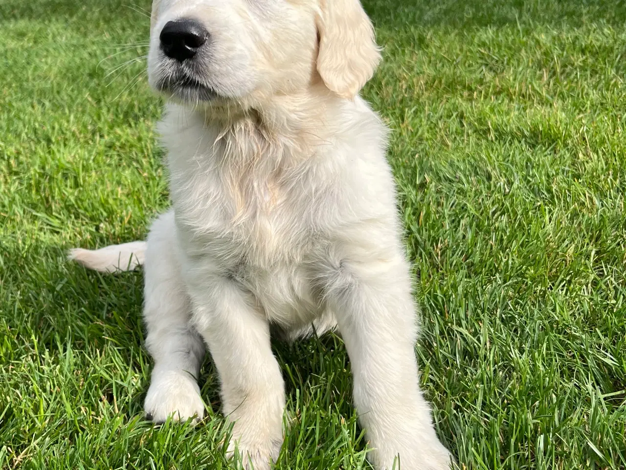 Billede 8 - Golden retriever hvalpe sælges