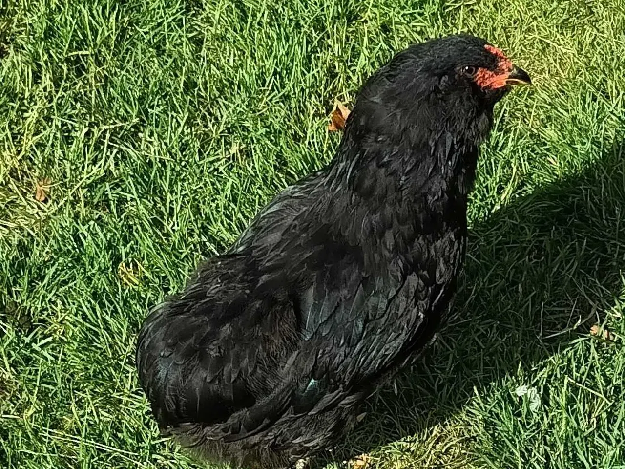 Billede 9 - Araucana hane