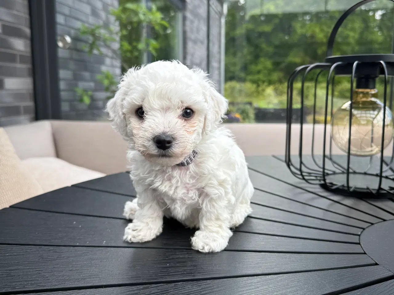 Billede 7 - Bichon Frisé hvalpe