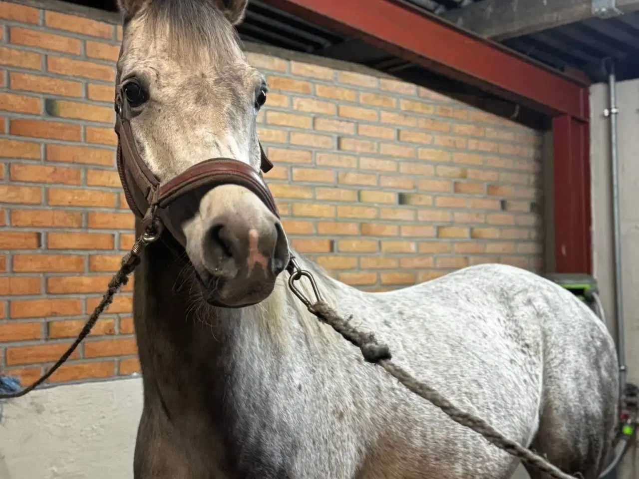 Billede 8 - Sensitiv araber vallak søger nyt hjem☺️