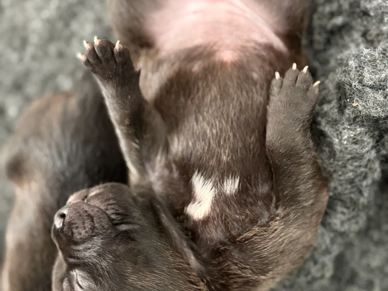 Billede 2 - Staffordshire Bullterrier med stamtavle