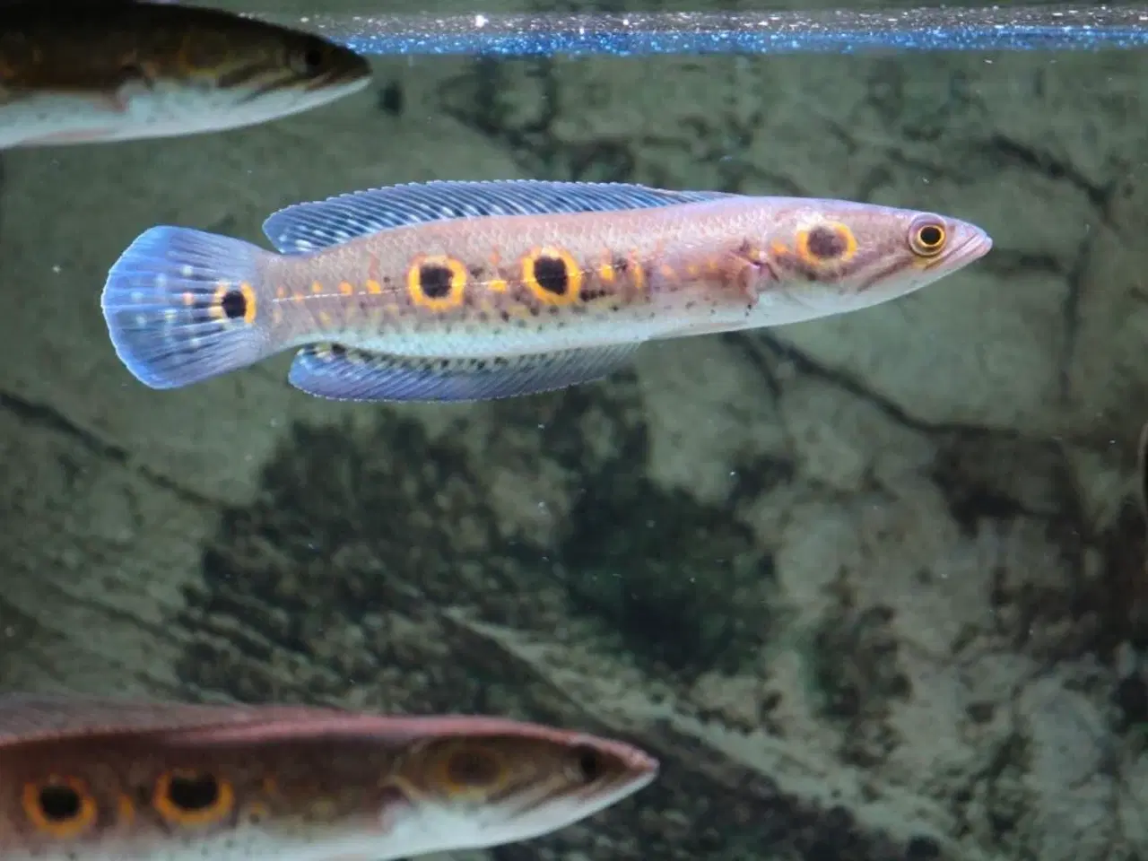 Billede 2 - Channa pleurophthalma 2 stk. 