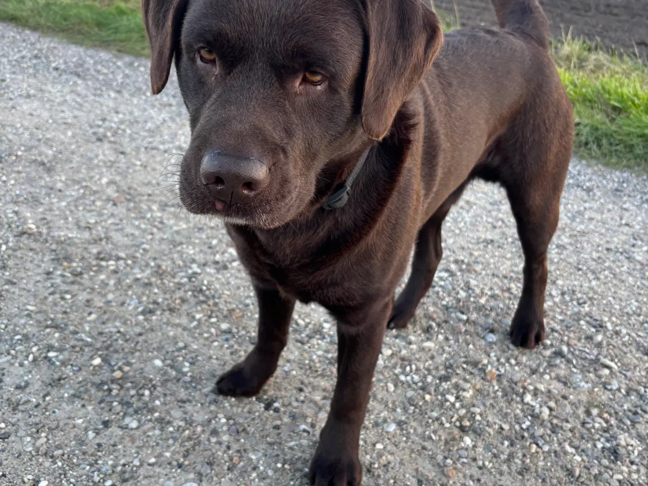 Billede 8 - Brun labrador 4,5 år