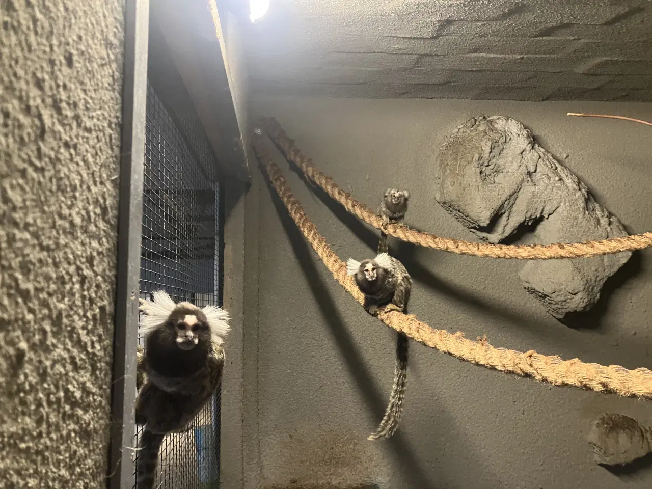 Billede 1 - Silkeaber 