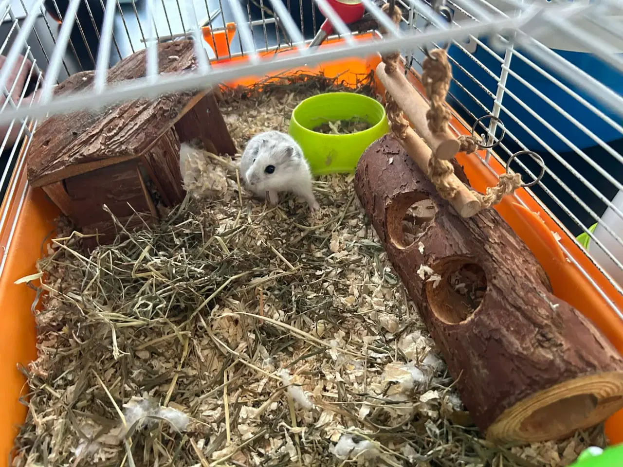 Billede 1 - Dværghamster og Bur