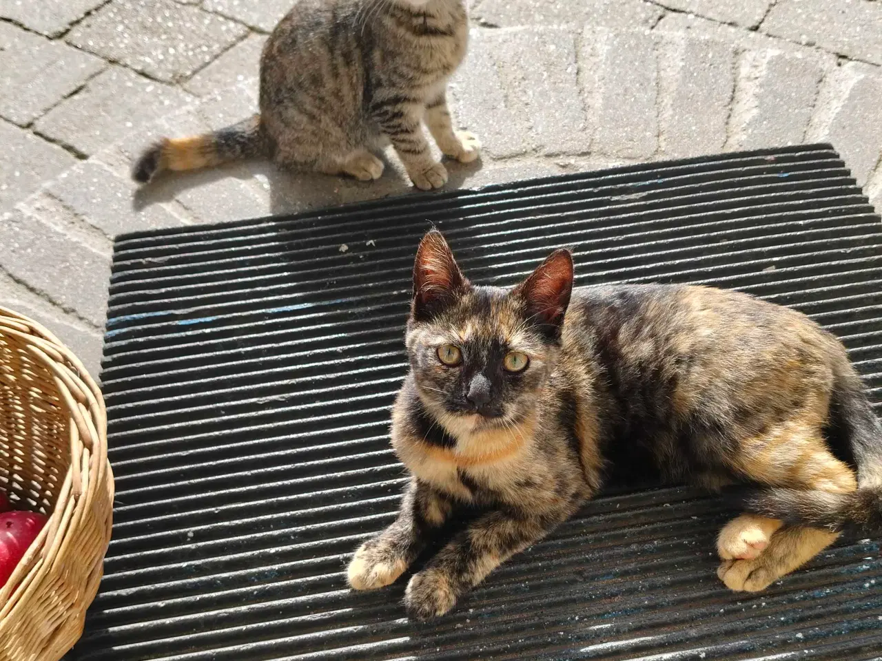 Billede 1 - Kattkillinger gratis