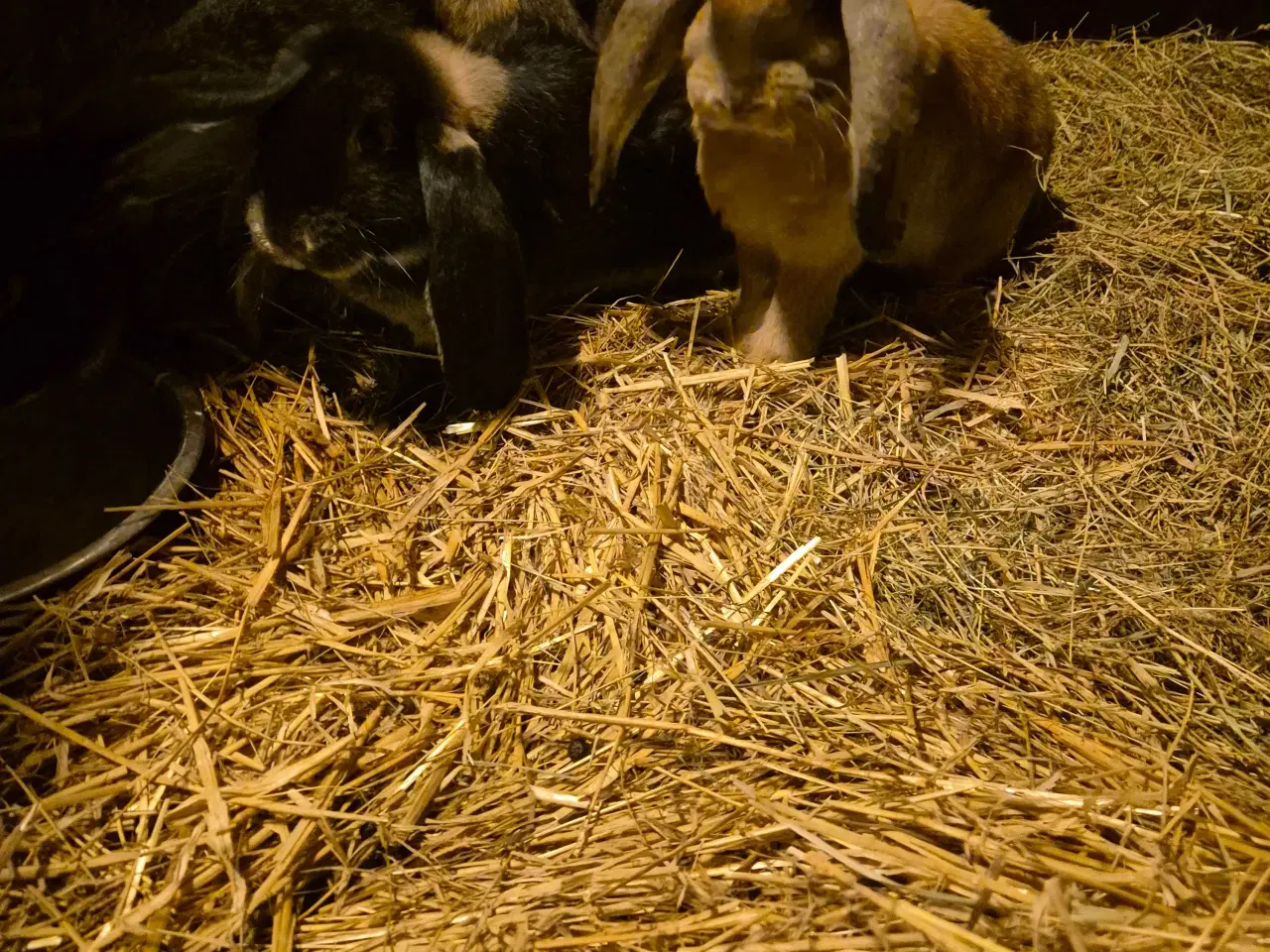 Billede 1 - Franske væddere