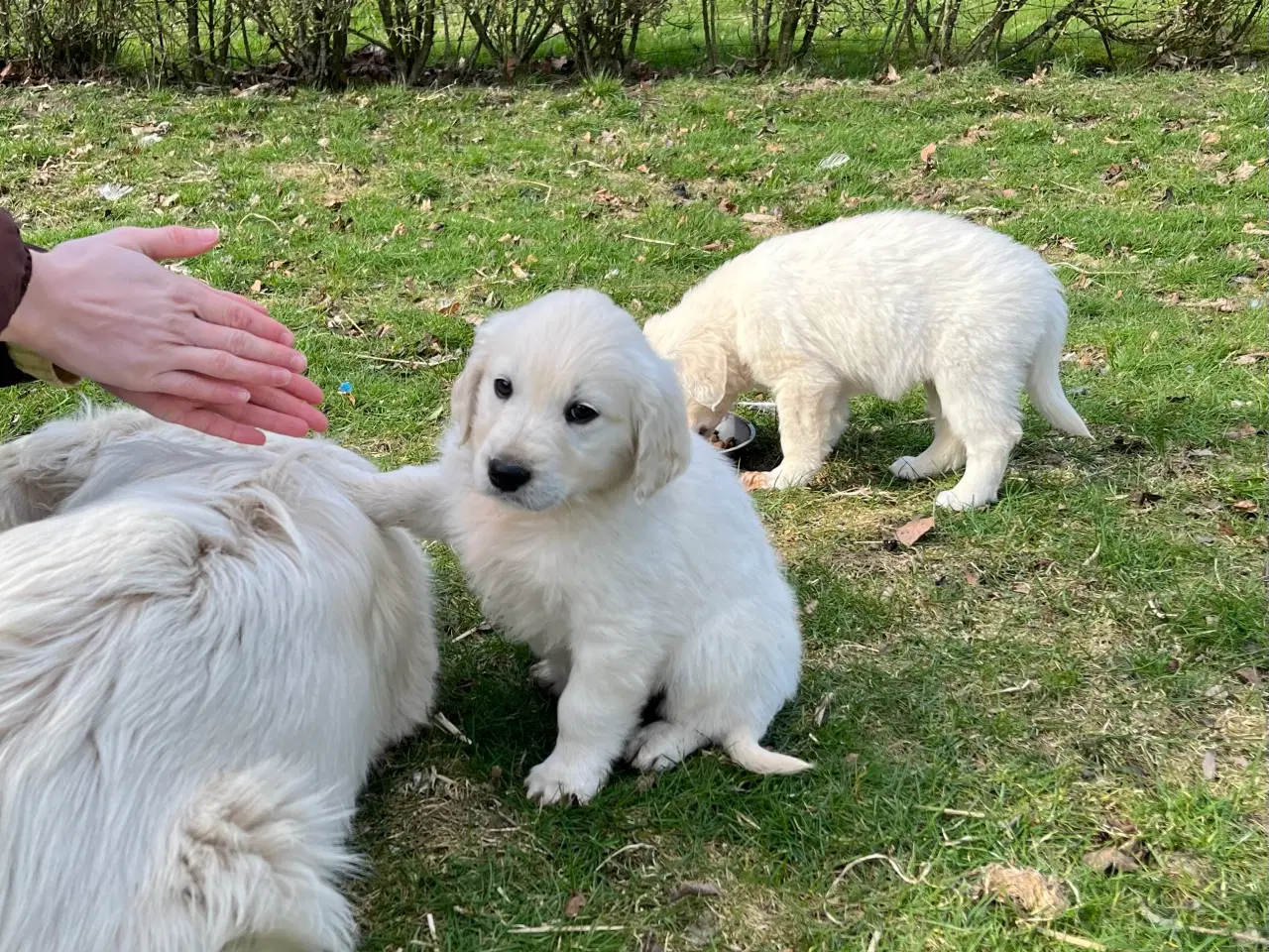 Billede 8 - 7 Golden retriever hvalpe sælges