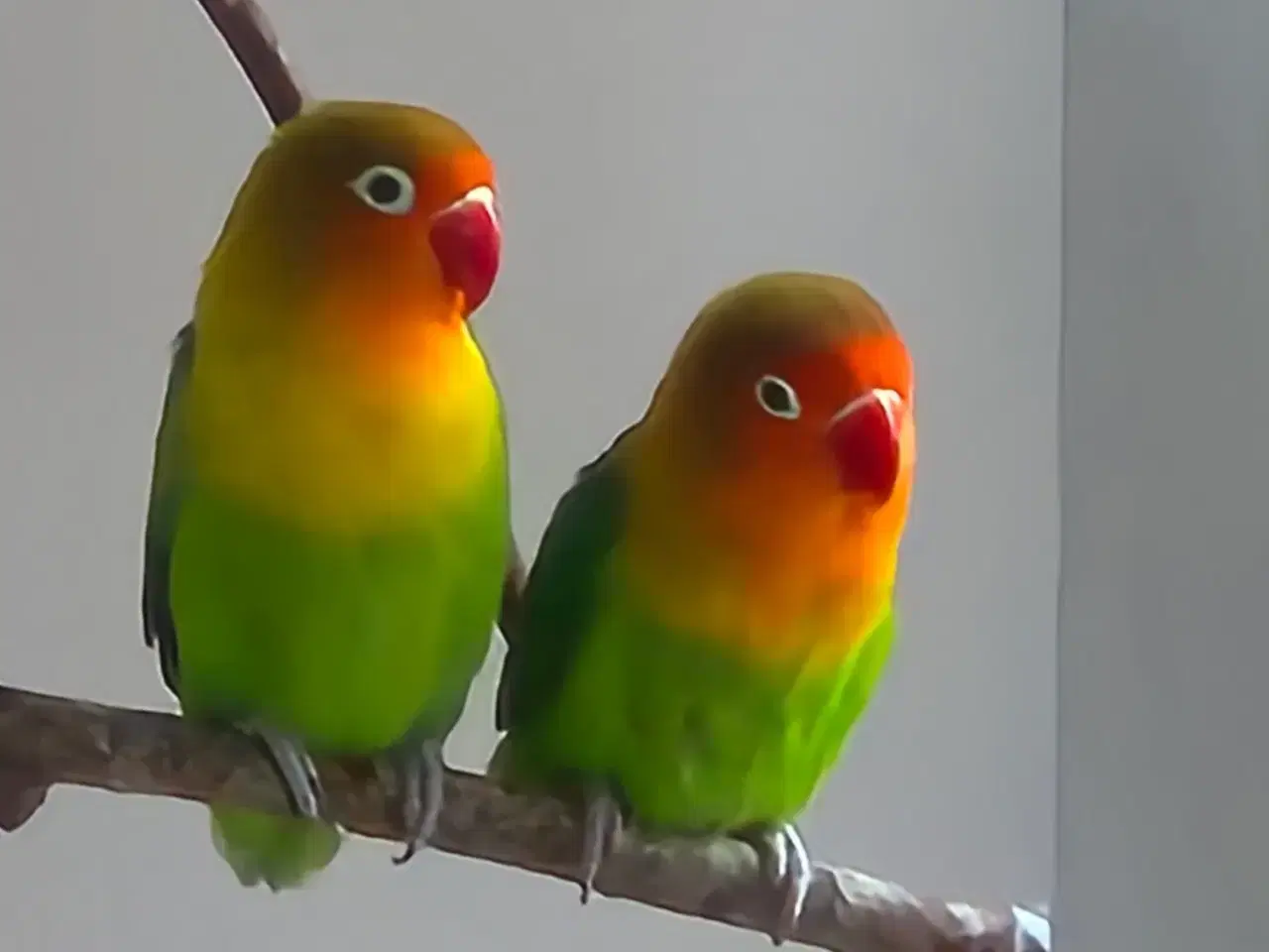 Billede 1 - dværgpapegøje ungfugl, søger mage