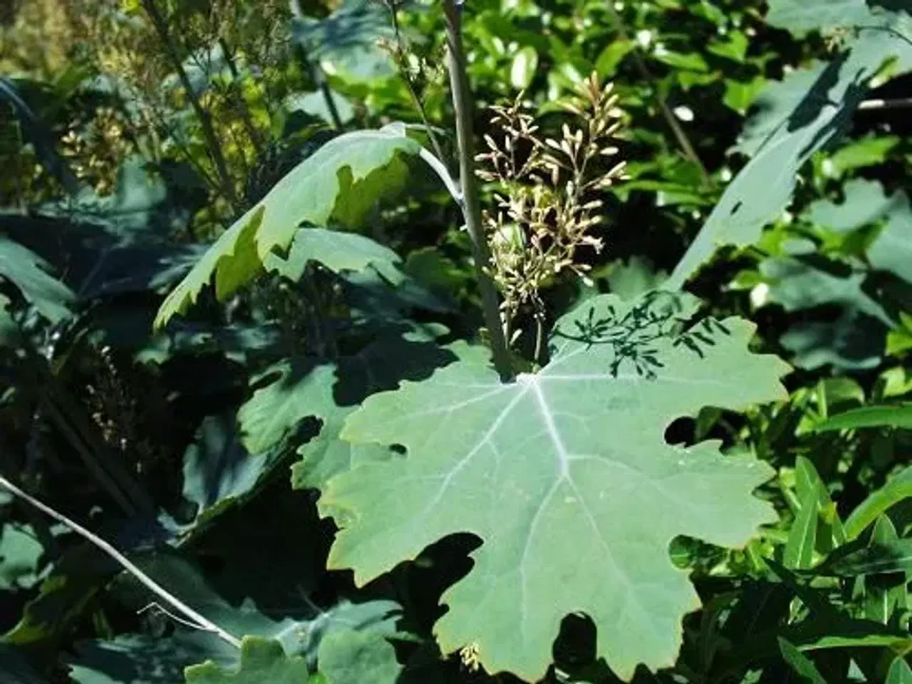 Billede 2 - Fjer-valmue - Macleaya 