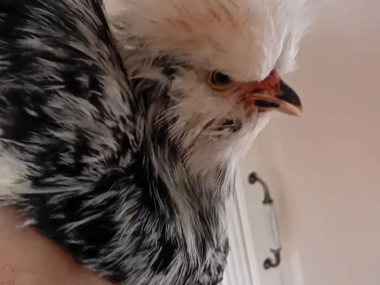 Billede 1 - Amerikanske Silkekyllinger 