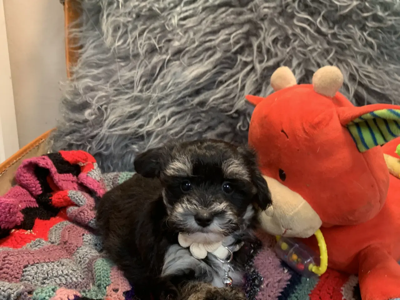 Billede 9 - Små fine Maltipoo babyer er rejseklar nu . 