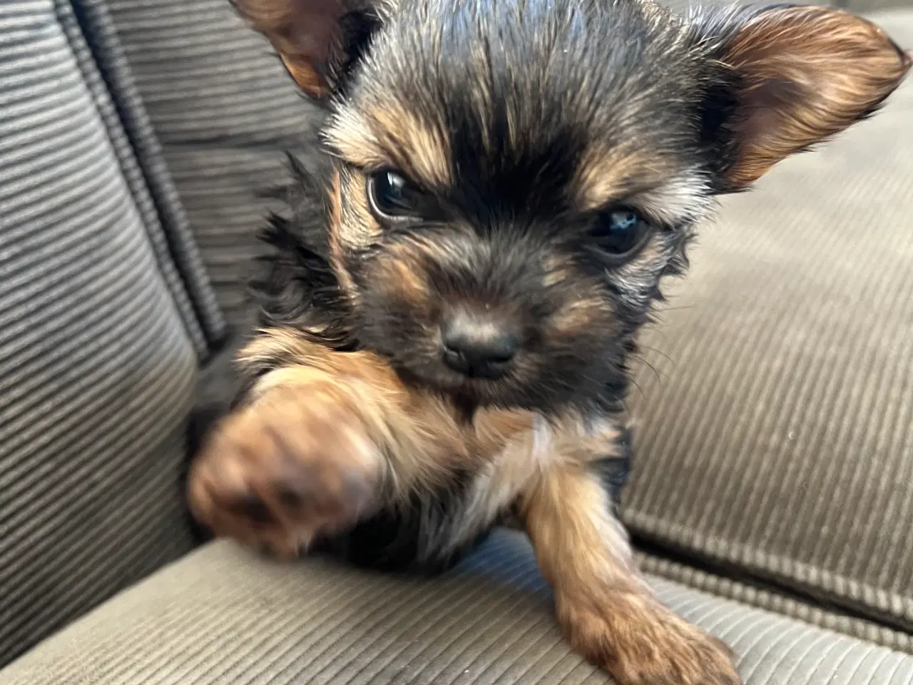 Billede 11 - Yorkshire terrier/Chihuahua