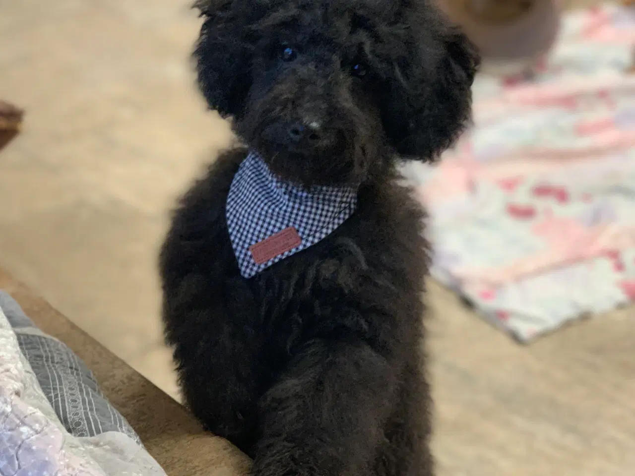 Billede 7 - Den dejligste Maltipoo dreng 