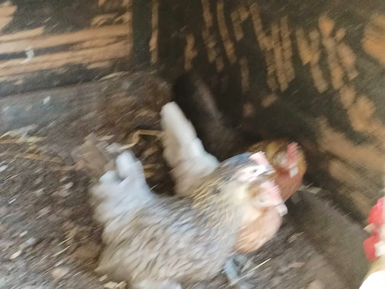 Billede 6 - Hollandske dværg høns og haner 