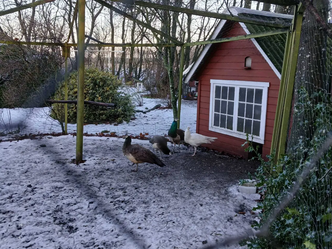 Billede 2 - Påfuglekyllinger 