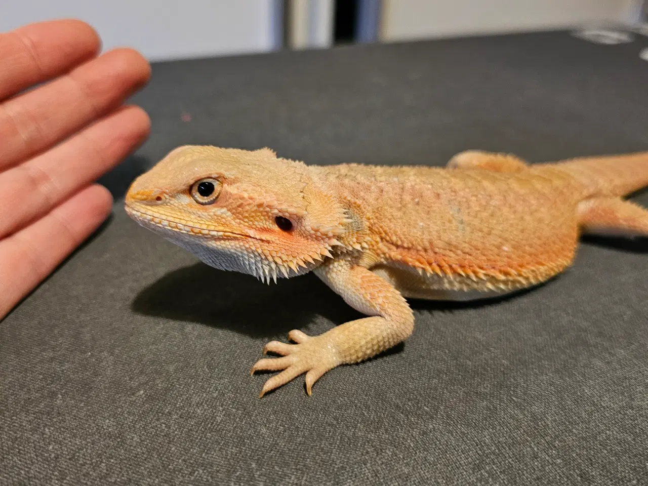 Billede 2 - HASTER skægagame unger 3 mdr gamle 😊