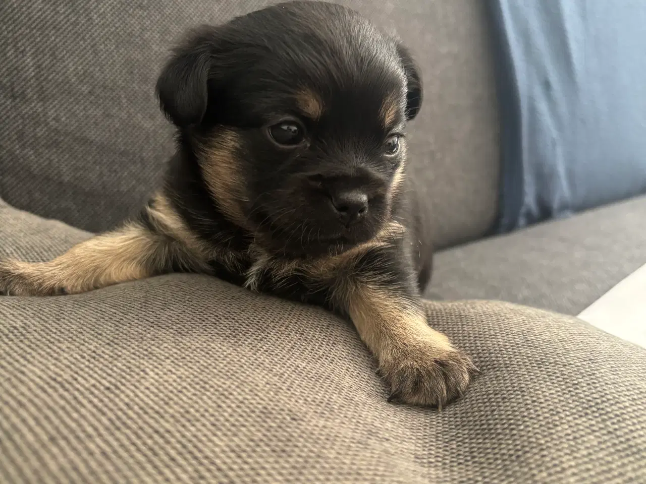Billede 1 - Griffon/chihuahua blanding