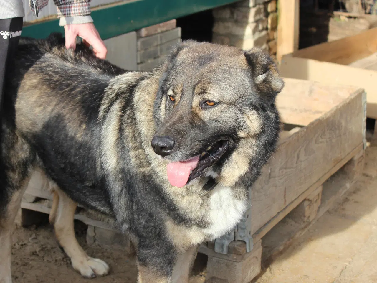 Billede 3 - Skøn bamse søger familie! 🤎