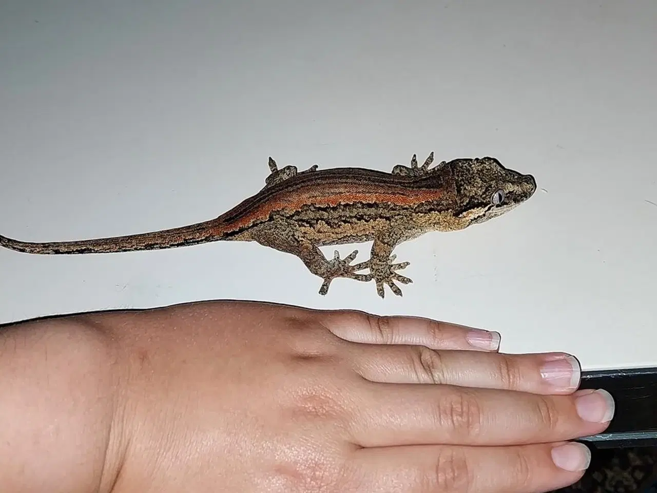 Billede 2 - Omplet Terrariet  Gargoyel gekko  
