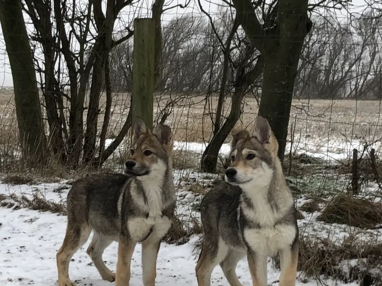 Billede 15 - Ulvehund hvalpe 