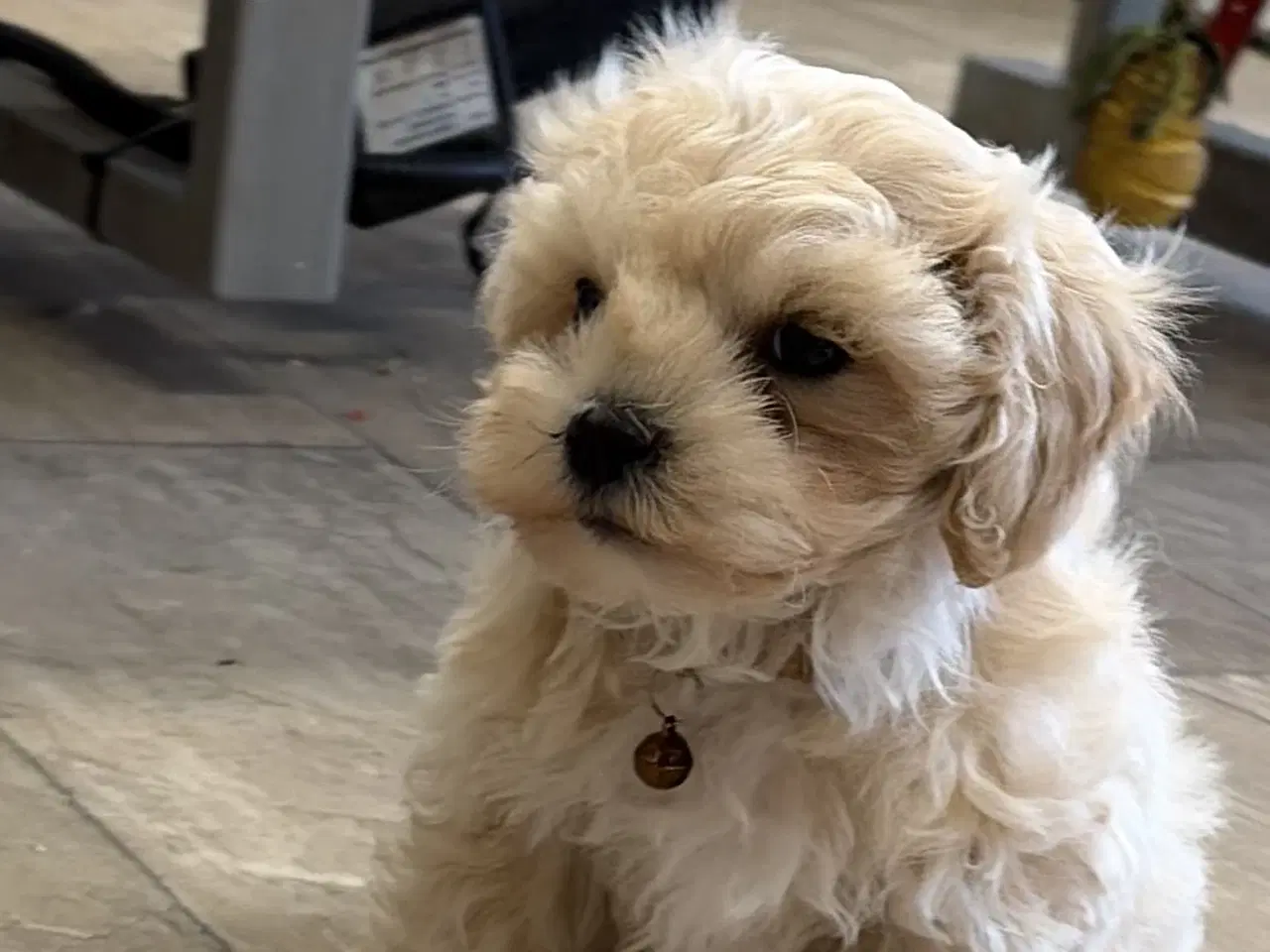 Billede 7 - 1 Mini Maltipoo dreng må rejse nu 