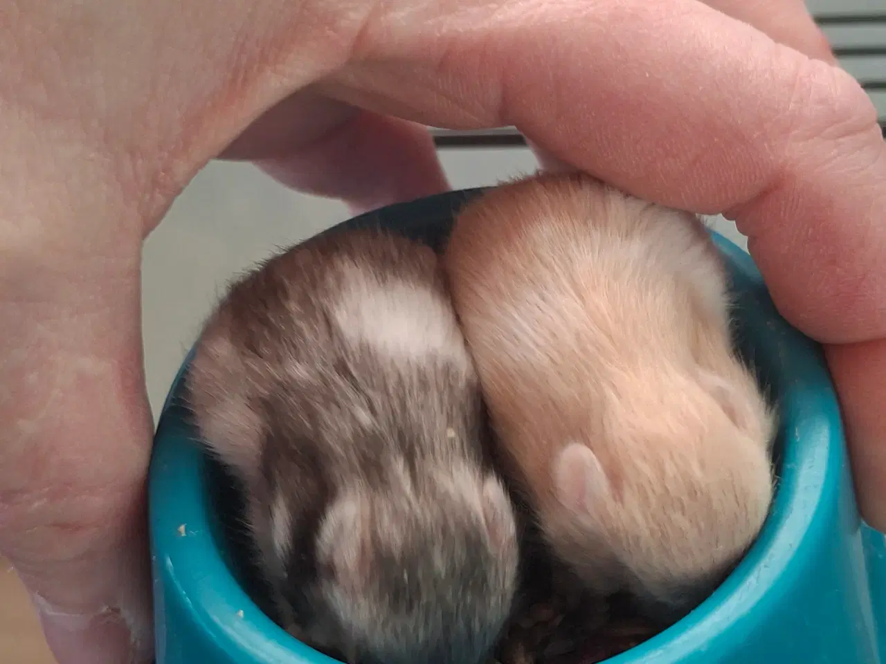 Billede 6 - Guldhamster unger 