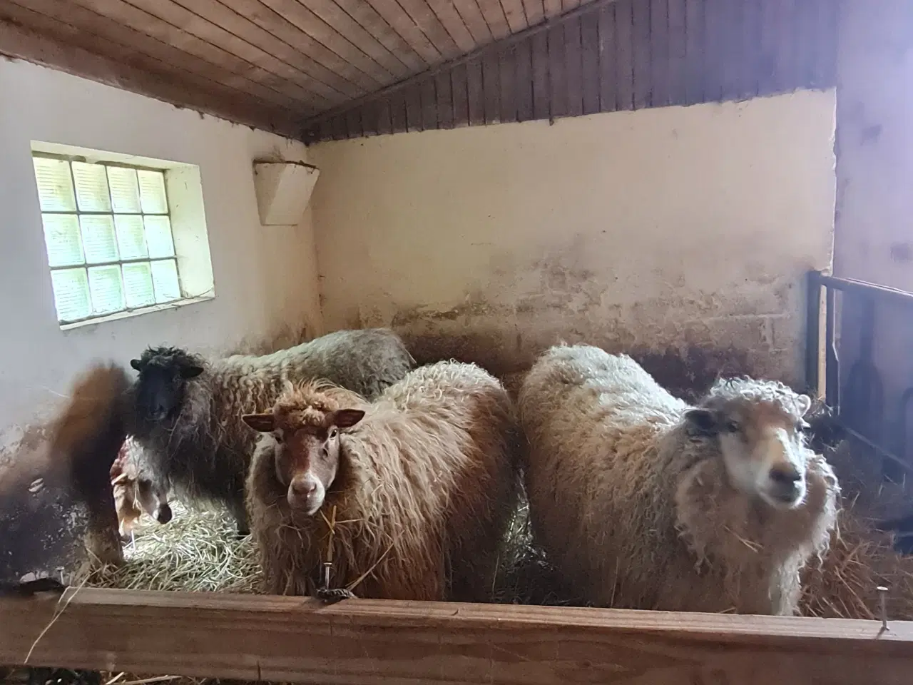 Billede 1 - 5 spælsau får