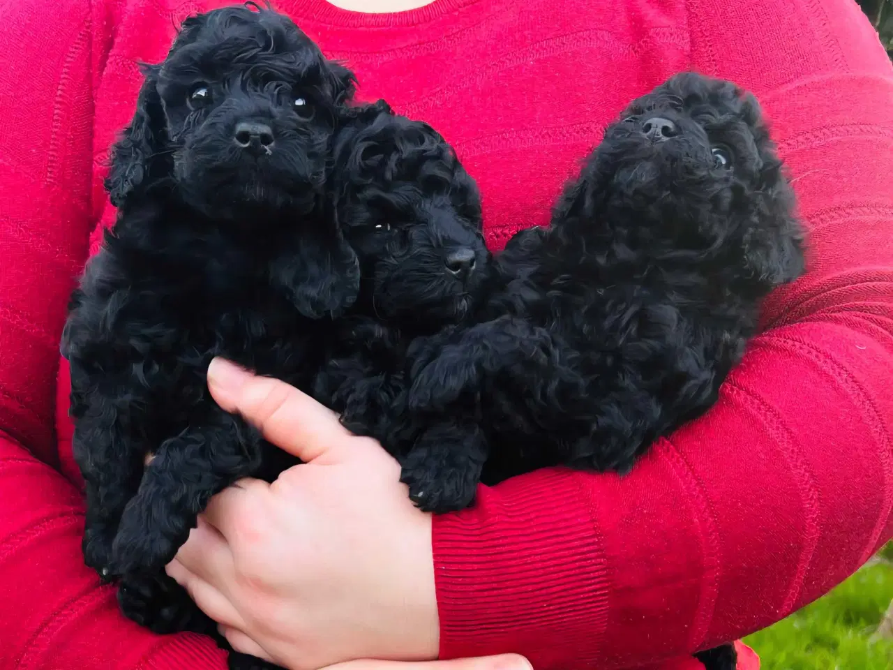 Billede 2 - 🐶 Smukke sorte toy/mini puddel hvalpe – 5 uger