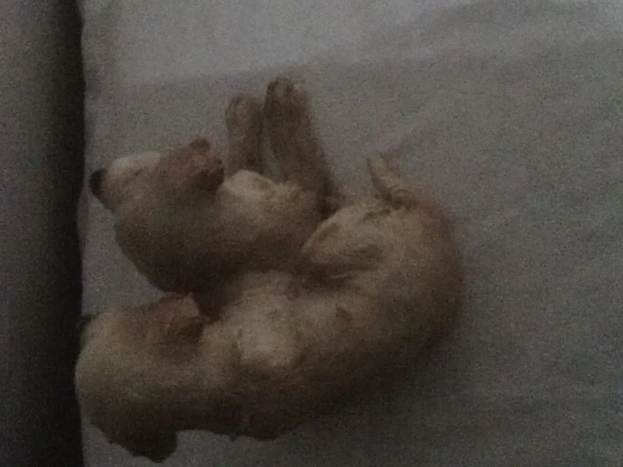 Billede 2 - Søde hundehvalpe i porcelæn