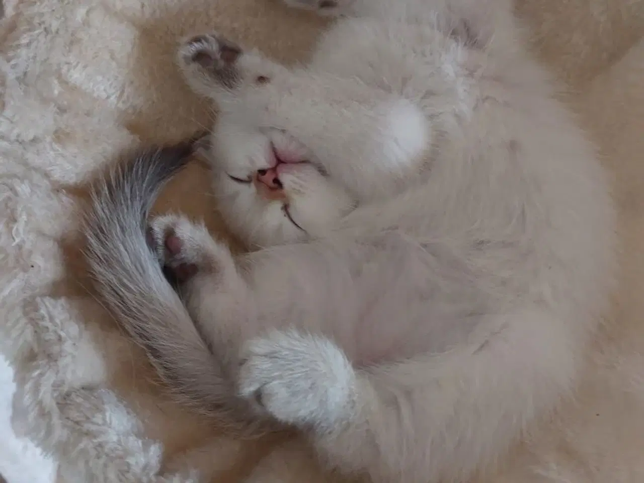 Billede 1 - British Shorthair med stamtavle