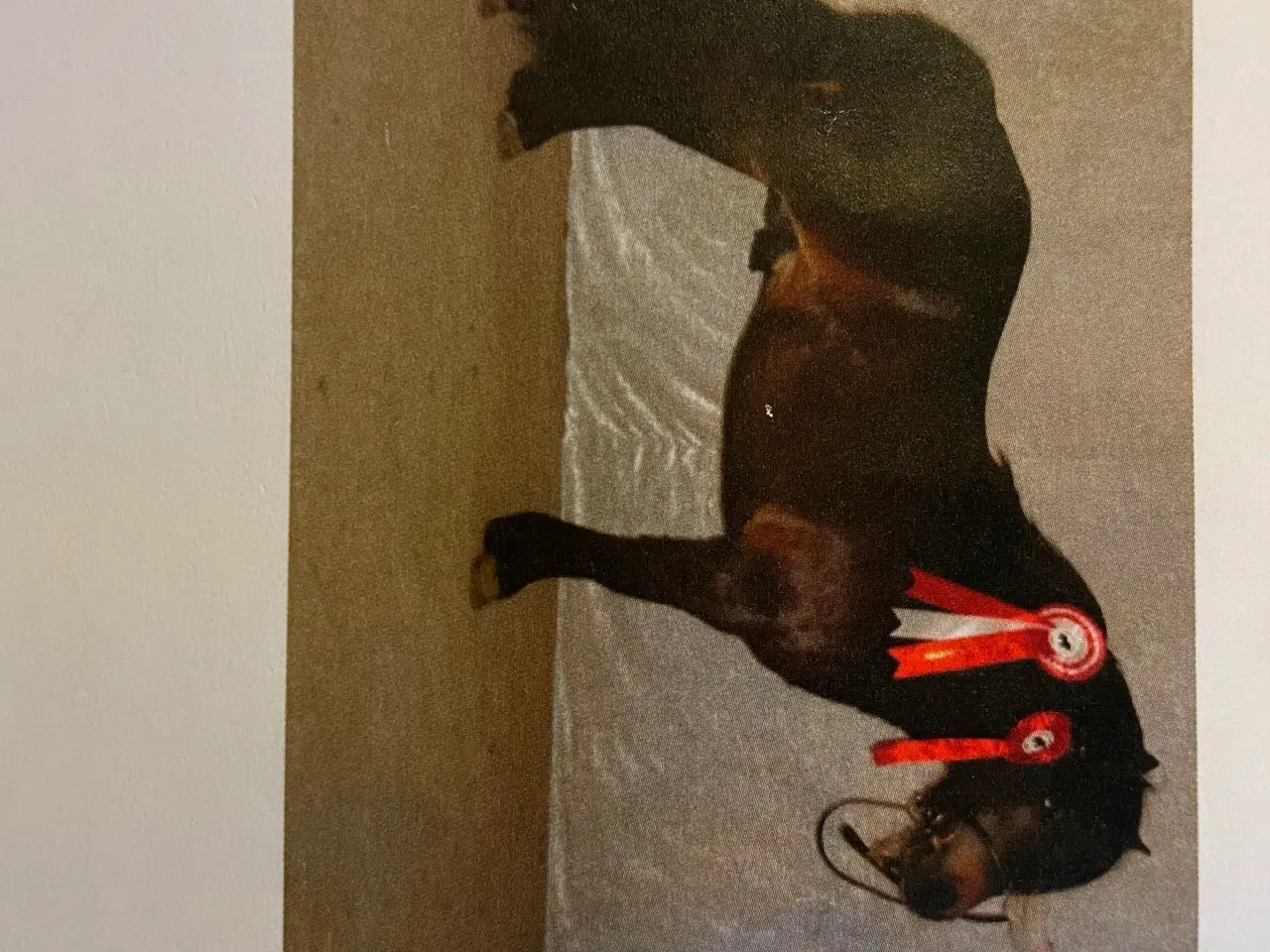 Billede 2 - Shetlænder hingst 