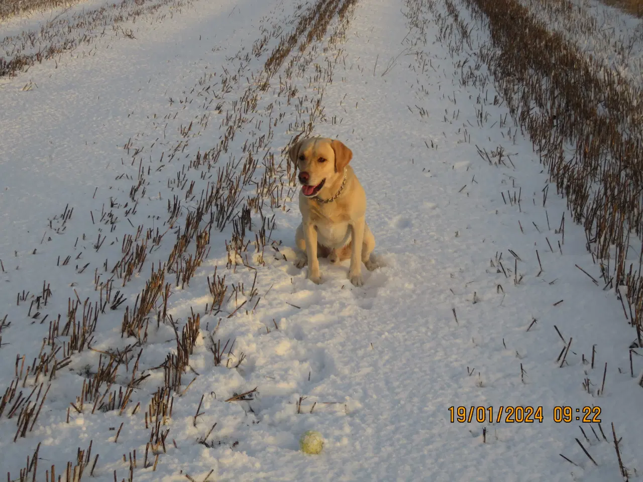 Billede 3 - Labrador tilbydes til avl