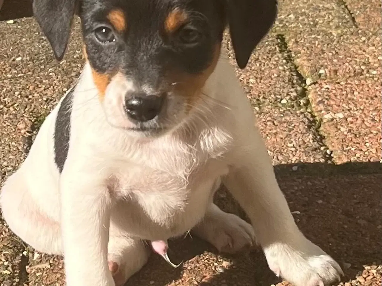 Billede 7 - Dansksvensk Gårdhund hvalpe