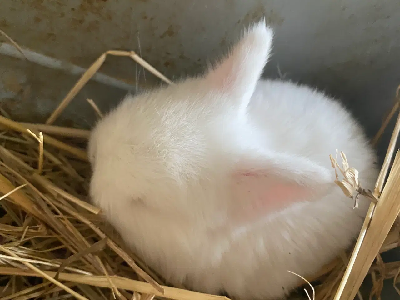 Billede 3 - Mini Lop kaninunge.