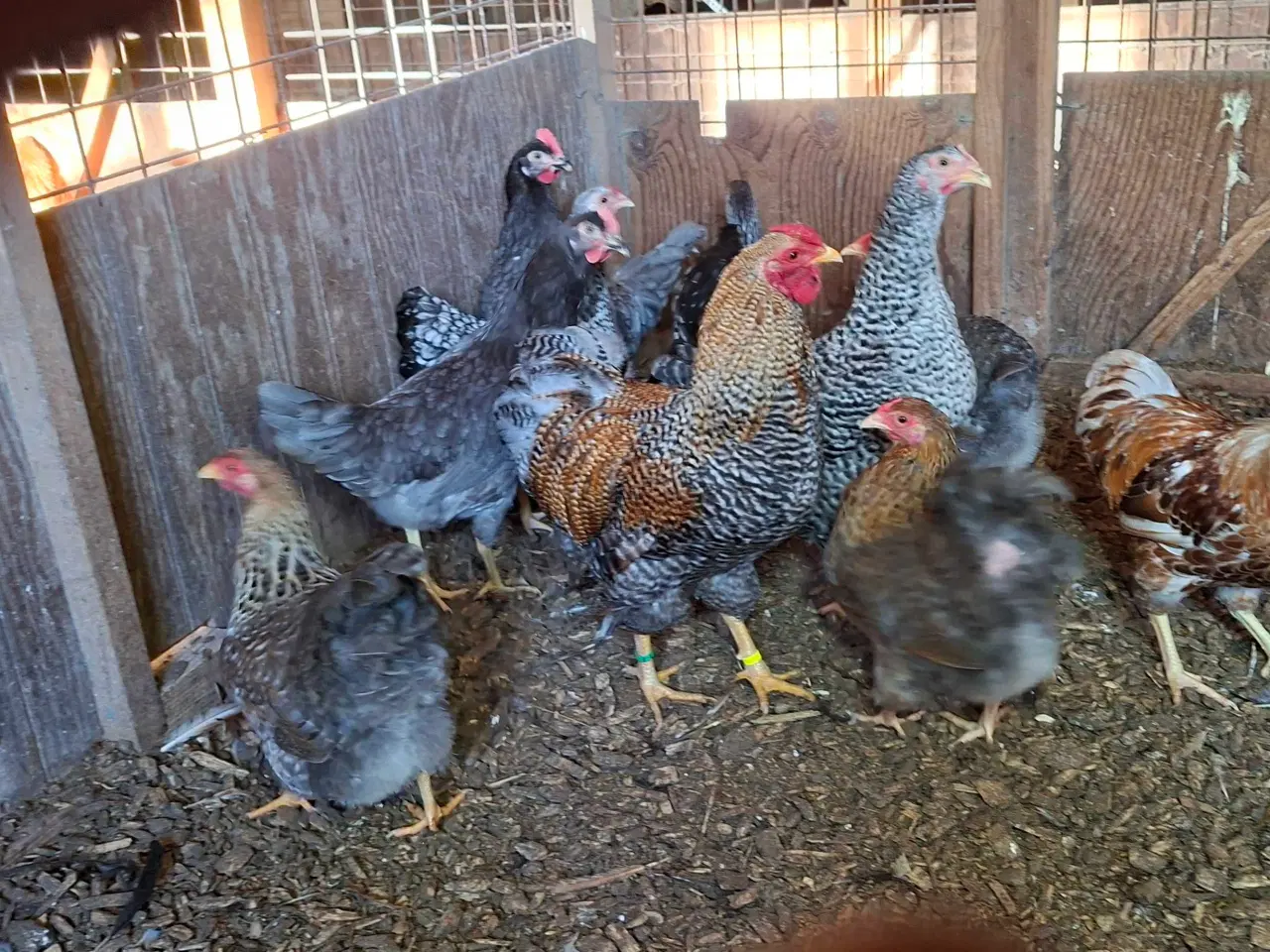 Billede 4 - Dværghøns