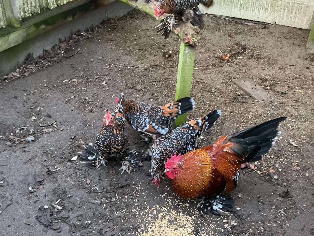 Billede 2 - Dværghøns