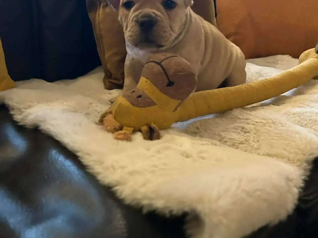 Billede 7 - New english bulldog