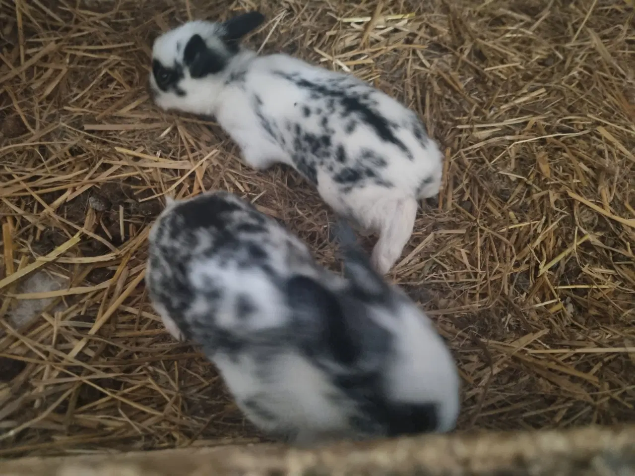 Billede 3 - Fine kaninunger